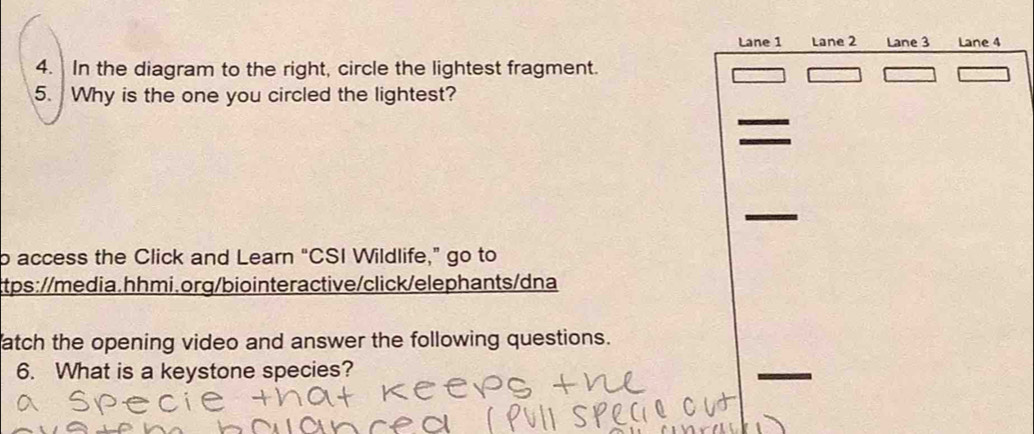 Lane 1 Lane 2 Lane 3 Lane 4 
4. In the diagram to the right, circle the lightest fragment. 
5. Why is the one you circled the lightest? 
p access the Click and Learn “CSI Wildlife,” go to 
tps://media.hhmi.org/biointeractive/click/elephants/dna 
atch the opening video and answer the following questions. 
6. What is a keystone species?