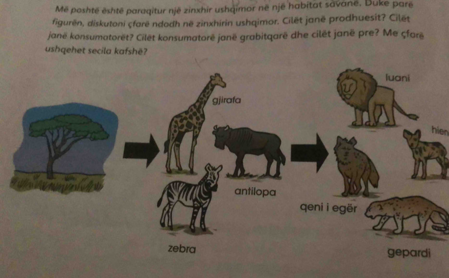 Më poshtë është paraqitur një zinxhir ushqimor në një habitat savané. Duke parë 
figurën, diskutoni çfarë ndodh në zinxhirin ushqimor. Cilët janë prodhuesit? Cilët 
janë konsumatorët? Cilët konsumatorë janë grabitqarë dhe cilêt janë pre? Me çforë 
ushqehet secila kafshë? 
hien