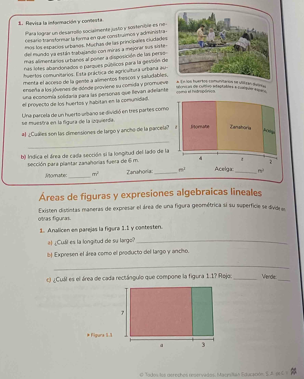 Revisa la información y contesta.
Para lograr un desarrollo socialmente justo y sostenible es ne-
cesario transformar la forma en que construimos y administra-
mos los espacios urbanos. Muchas de las principales ciudades
del mundo ya están trabajando con miras a mejorar sus siste-
mas alimentarios urbanos al poner a disposición de las perso-
nas lotes abandonados o parques públicos para la gestión de
huertos comunitarios. Esta práctica de agricultura urbana au-
menta el acceso de la gente a alimentos frescos y saludables,
enseña a los jóvenes de dónde proviene su comida y promueve e utilizan distintass
técnicas de cultivo adaptables a cualquier espacio
una economía solidaria para las personas que llevan adelante como el hidropónico.
el proyecto de los huertos y habitan en la comunidad.
Una parcela de un huerto urbano se dividió en tres partes como
se muestra en la figura de la izquierda.
a) ¿Cuáles son las dimensiones de largo y ancho de la parcela?  z Jitomate Zanahoria
Acelga
_
b) Indica el área de cada sección si la longitud del lado de la
sección para plantar zanahorias fuera de 6 m. 4
z 2
Jitomate:_ m^2 Zanahoria: _ m^2 Acelga:_ m^2
Áreas de figuras y expresiones algebraicas lineales
Existen distintas maneras de expresar el área de una figura geométrica si su superficie se divide en
otras figuras.
1. Analicen en parejas la figura 1.1 y contesten.
a) ¿Cuál es la longitud de su largo?_
b) Expresen el área como el producto del largo y ancho.
_
c) ¿Cuál es el área de cada rectángulo que compone la figura 1.1? Rojo: _Verde:_
Figura 1.1
Todos los derechos reservados, Macmillan Educación. S. A. de C V