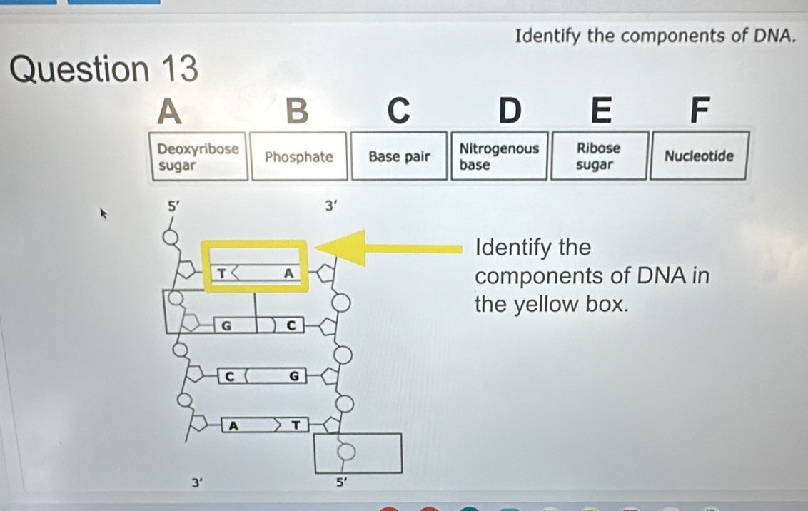 Identify the components of DNA.
Question 13
A
B C
D E F
Deoxyribose Phosphate Base pair Nitrogenous Ribose Nucleotide
sugar base sugar
Identify the
components of DNA in
the yellow box.