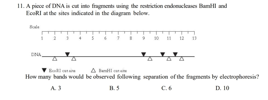 A piece of DNA is cut into fragments using the restriction endonucleases BamHI and
EcoRI at the sites indicated in the diagram below.
DNA
EcoRI cut site △ BamHI cut site
How many bands would be observed following separation of the fragments by electrophoresis?
A. 3 B. 5 C. 6 D. 10