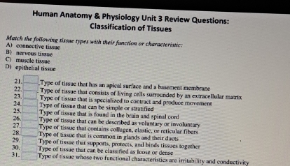 Human Anatomy & Physiology Unit 3 Review Questions: 
Classification of Tissues 
A) connective tissue Match the following tissue types with their function or characteristic: 
B) nervous tissue 
C) muscle tissue 
D) epithelial tissue 
21. 
22.__ Type of tissue that has an apical surface and a basement membrane 
Type of tissue that consists of living cells surrounded by an extracellular matrix 
23,_ 
Type of tissue that is specialized to contract and produce movement 
25. 24. __Type of tissue that can be simple or stratified 
Type of tissue that is found in the brain and spinal cord 
26 _Type of tissue that can be described as voluntary or involuntary 
27_ Type of tissue that contains collagen, elastic, or reticular fibers 
28 _Type of tissue that is common in glands and their ducts 
29. Type of tissue that supports, protects, and binds tissues together 
30, Type of tissue that can be classified as loose or dense 
31. _Type of tissue whose two functional characteristics are irritability and conductivity