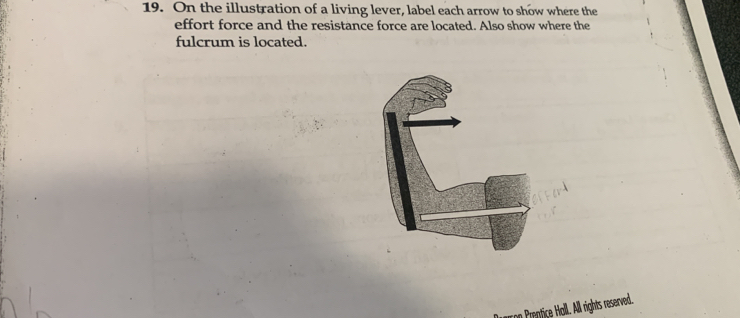 On the illustration of a living lever, label each arrow to show where the 
effort force and the resistance force are located. Also show where the 
fulcrum is located. 
in Prentice Holl. All rights reserved.