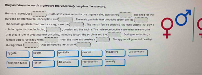 Drag and drop the words or phrases that accurately complete the summary.
Humans reproduce . Both sexes have reproductive organs called genitals or designed for the
purpose of intercourse, conception and . The male genitalia that produces sperm are the
The female genitalia that produces eggs are the . The human female anatomy has many organs that play a
role in reproduction, including , ovaries and the vagina. The male reproductive system has many organs
that play a role in creating new offspring, including testes, the scrotum and the , During reproduction, a
female egg is fertilized with from the male and creates a . The zygote will grow and develop
during three that collectively last around
zygote sperm genitalia ovaries trimesters vas deferens
fallopian tubes testes 40 weeks reproduction sexually