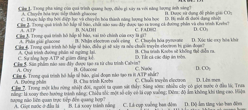 Trong pha sáng của quá trình quang hợp, điều gì xảy ra với năng lượng ánh sáng?
A. Chuyển hóa trực tiếp thành glucose B. Được sử dụng để phân giải CO_2
C. Được hấp thụ bởi diệp lục và chuyền hóa thành năng lượng hóa học D. Bị mất đi dưới dạng nhiệt
Câu 2. Trong quá trình hô hấp tế bào, chất nào sau đây được tạo ra trong cả đường phân và chu trình Krebs?
A. ATP B. NADH C. FADH2 D. CO_2
Câu 3. Trong quá trình hô hấp tế bào, vai trò chính của oxy là gì?
A. Phân giải glucose B. Nhận electron cuối cùng C. Chuyển hóa pyruvate D. Xúc tác oxy hóa khử
Câu 4. Trong quá trình hô hấp tế bào, điều gì sẽ xảy ra nếu chuỗi truyền electron bị gián đoạn?
A. Quá trình đường phân sẽ ngừng lại. B. Chu trình Krebs sẽ khống thể diễn ra.
C. Sự tổng hợp ATP sẽ giảm đáng kể. D. Tất cả các đáp án trên.
Câu 5. Sản phầm nào sau đây được tạo ra từ chu trình Calvin?
A. Oxy B. Glucose C. Nước D. CO_2
Câu 6. Trong quá trình hô hấp tế bào, giai đoạn nào tạo ra ít ATP nhất?
A. Đường phân B. Chu trình Krebs C. Chuỗi truyền electron D. Lên men
Câu 7. Trong một khu rừng nhiệt đới, người ta quan sát thấy: Sáng sớm: nhiều cây có giọt nước ở đầu lá; Trưa
nắng: lá xoay theo hướng tránh nắng; Chiều tối: một số cây có lá cụp xuống; Đêm: độ ẩm không khí tăng cao. Hiện
tượng nào liên quan trực tiếp đến quang hợp?
A. Giọt nước ở đầu lá B. Lá xoay tránh nắng C. Lá cụp xuống ban đêm D. Độ ẩm tăng vào ban đêm