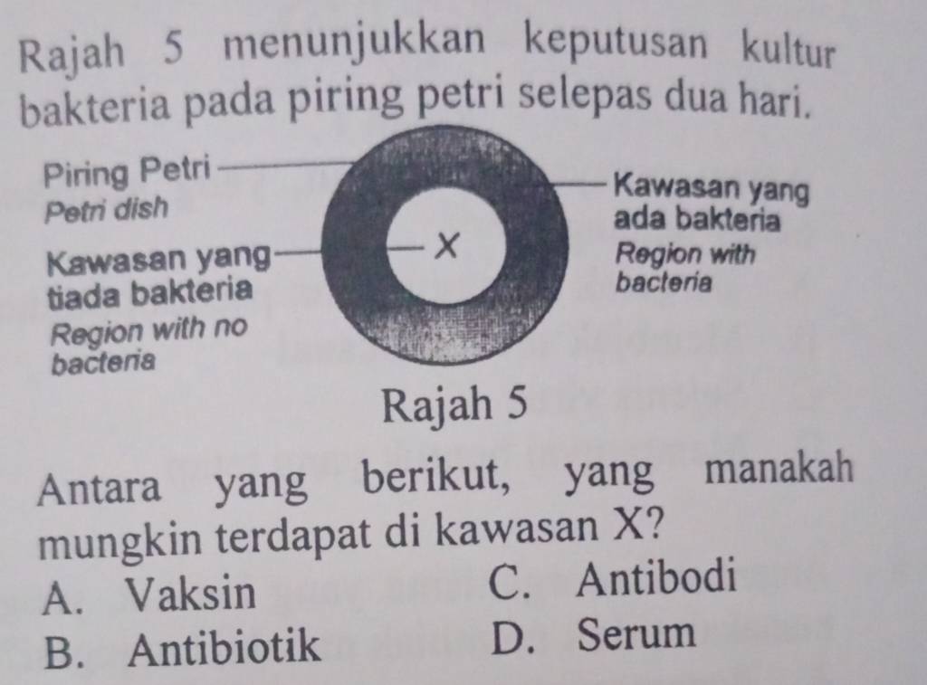 Rajah 5 menunjukkan keputusan kultur
bakteria pada piring petri selepas dua hari.
Rajah 5
Antara yang berikut, yang manakah
mungkin terdapat di kawasan X?
A. Vaksin C. Antibodi
B. Antibiotik D. Serum