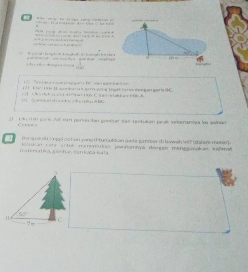 ftiko pergi ke telasa vang terietsk di
Laman. Dia berjalán đarl tnk C l tsk
Apa yang akan kamu iskukan untuk
menentulum jarak dari ttk B ke ttik A
v ng merupat an tempat
pehon cemara tumbuh?
1) (kutilah langkah-langkah d) bawah in) đan
gambarlah perkzcilan gambar segítiga
siku-siku dengan skala  1/500 
(1) Tentukan panjang garis BC dan gambarkan.
(2) Dari titik B. gambariah garis yang tegak Jurus dengan garis BC.
(3) Ukurlah sudut 40%dari titik C dan letakkan titik A
(4) Gambarlah sudut siku-siku ABC.
2) Ukurlah garis AB dari perkecilan gambar dan tentukan jarak sebenarnya ke pohon
Cemara
3 Berapakah tinggi pohon yang ditunjukkan pada gambar di bawah ini? (dalam meter).
Jelaskan cara untuk menentukan jawabannya dengan menggunakan kalimat
matematika, gambar, dan kata-kata.