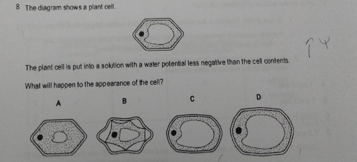 The diagram shows a plant cell. 
The plant cell is put into a solution with a water potential less negative than the cell contents. 
What will happen to the appearance of the cell? 
D 
A 
B 
C