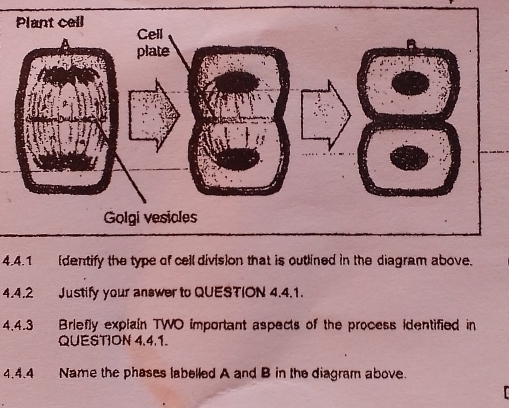 (dentify the type of cell division that is outlined in the diagram above. 
4.4.2 Justify your answer to QUESTION 4.4.1. 
4.4.3 Briefly explain TWO important aspects of the process identified in 
QUESTION 4,4.1. 
4.4.4 Name the phases labelled A and B in the diagram above.