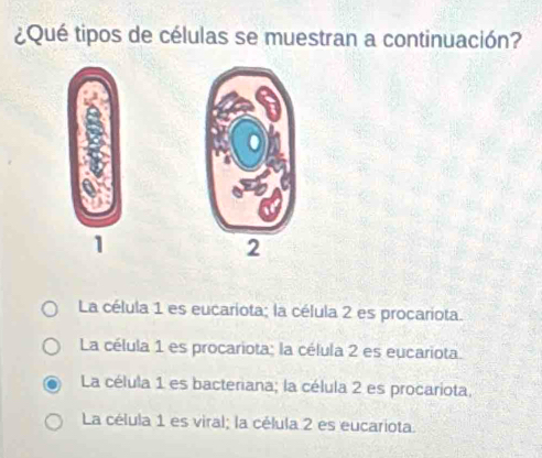 ¿Qué tipos de células se muestran a continuación?
1
La célula 1 es eucariota; la célula 2 es procariota.
La célula 1 es procariota; la célula 2 es eucariota.
La célula 1 es bacteriana; la célula 2 es procariota,
La célula 1 es viral; la célula 2 es eucariota.