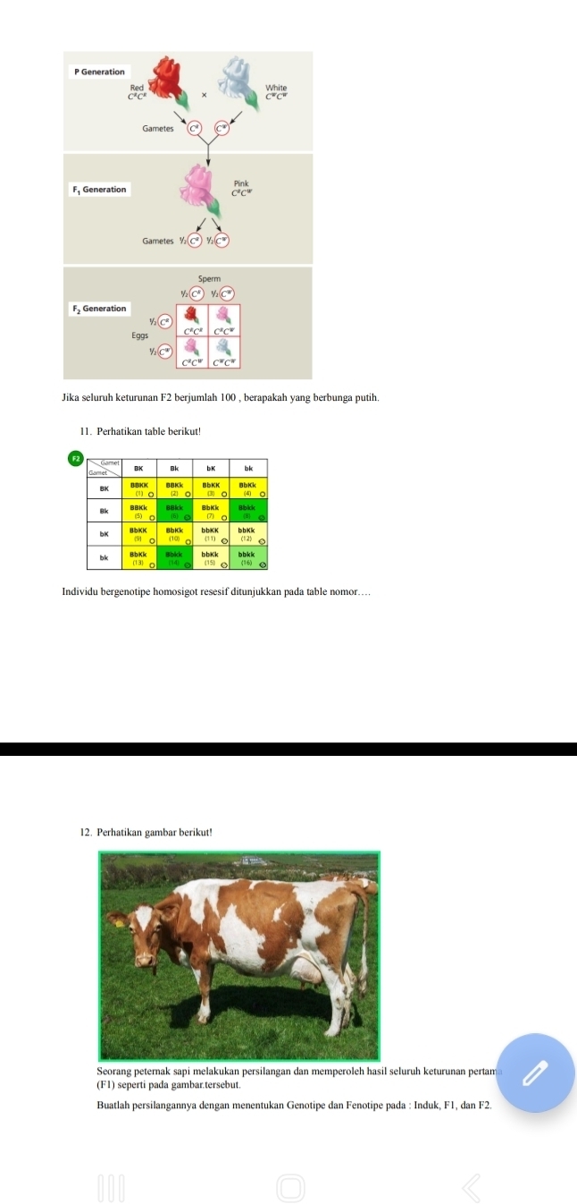 Jika seluruh keturunan F2 berjumlah 100 , berapakah yang berbunga putih. 
11. Perhatikan table berikut! 
Individu bergenotipe homosigot resesif ditunjukkan pada table nomor… 
12. Perhatikan gambar berikut! 
Seorang peternak sapi melakukan persilangan dan memperoleh hasil seluruh keturunan pertam 
(F1) seperti pada gambar.tersebut 
Buatlah persilangannya dengan menentukan Genotipe dan Fenotipe pada : Induk, F1, dan F2.