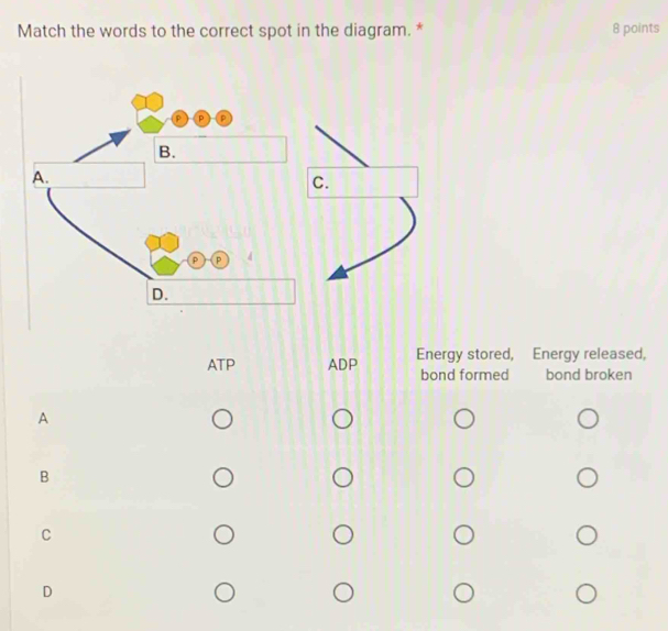 Match the words to the correct spot in the diagram. * 8 points
C.
ATP ADP Energy stored, Energy released,
bond formed bond broken
A
B
C
D