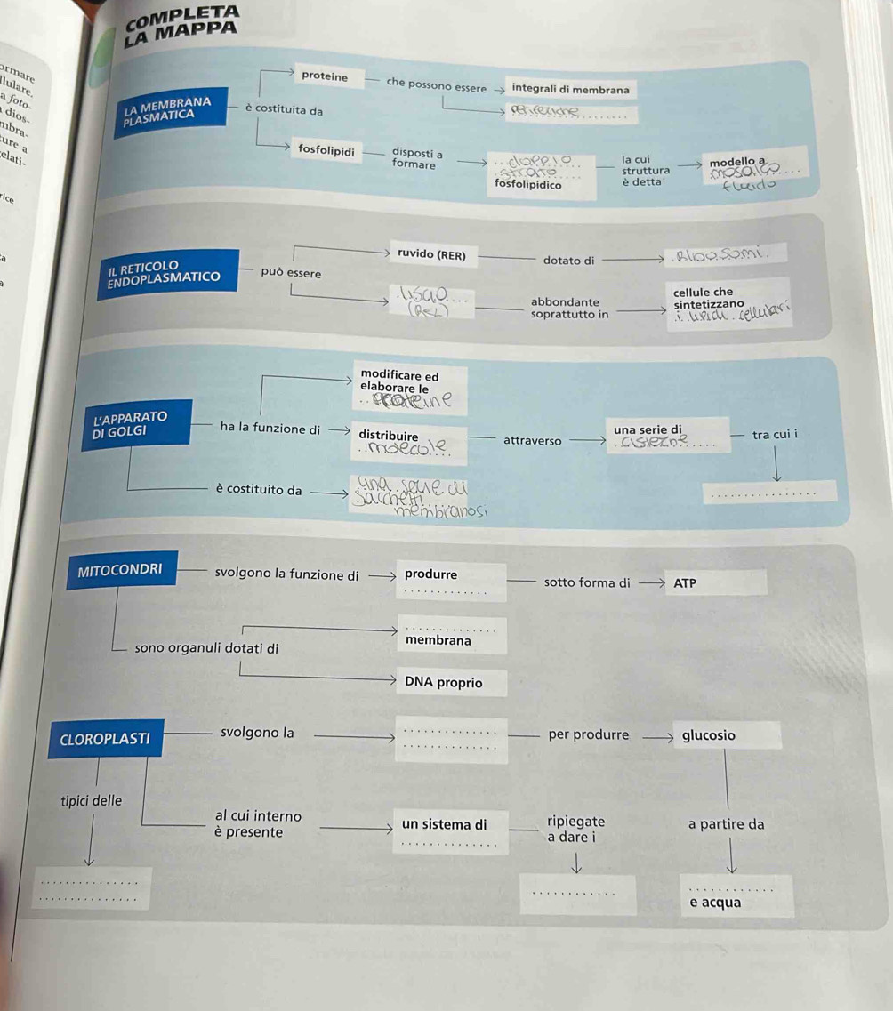LA MAPPA COMPLETA 
ormäre lulare 
proteine che possono essere integrali di membrana 
a foto- 
dios 
PLASMATICA LA MEMBRANA 
è costituita da aeahe 
mbra- ure a 
disposti a 
fosfolipidi formare 
elati _clopere la cui modello a 
ao struttura 
fosfolipidico è detta flando 
rice 
ruvido (RER) dotato di Bloe Semi, 
IL RETICOLO 
ENDOPLASMATICO 
può essere 
abbondante cellule che 
soprattutto in sintetizzano 
 te lubn 
modificare ed 
elaborare le 
L'APPARATO 
DI GOLGI ha la funzione di distribuire _attraverso una serie di tra cui i 
usier 
u a so m e d 
è costituito da 
Anoc 
MITOCONDRI svolgono la funzione di produrre sotto forma di ATP 
sono organuli dotati di 
membrana 
DNA proprio 
CLOROPLASTI svolgono la _per produrre glucosio 
tipici delle 
al cui interno ripiegate 
è presente un sistema di _a dare i a partire da 
e acqua