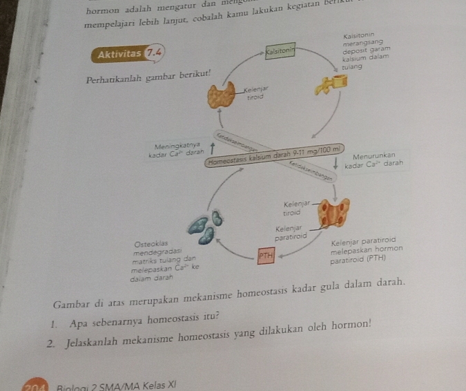 hormon adalah mengatur dan melig 
lanjut, cobalah kamu lakukan kegiatan bell
Gambar di atas merupakan mekanisme homeostasis kadar gul
1. Apa sebenarnya homeostasis itu?
2. Jelaskanlah mekanisme homeostasis yang dilakukan oleh hormon!
Biologi 2 SMA/MA Kefas XI