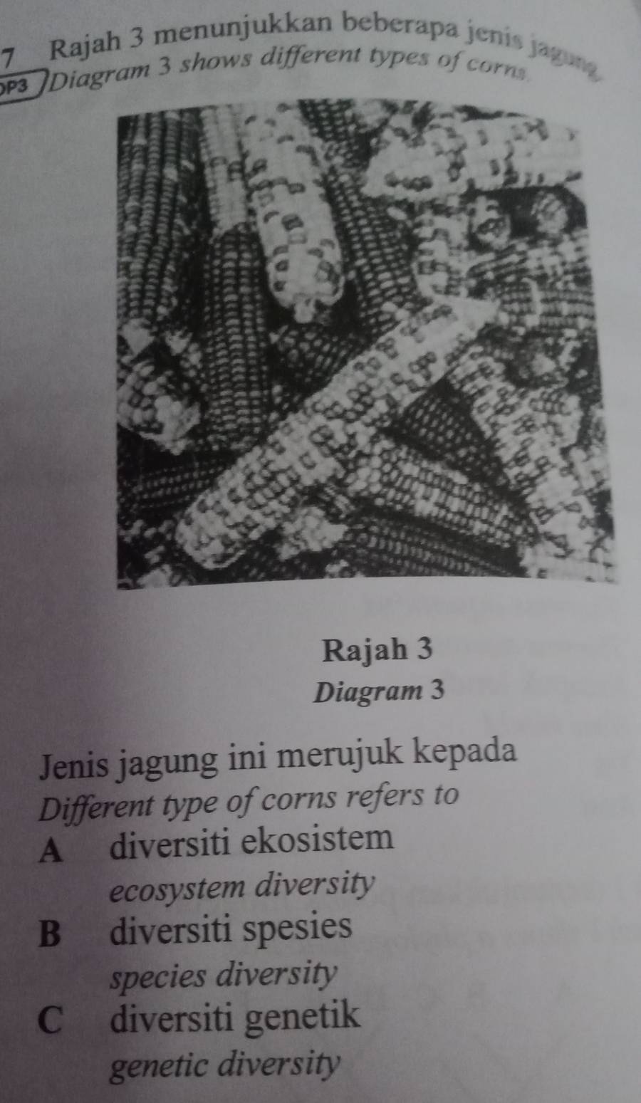 Rajah 3 menunjukkan beberapa jenis jagun
]Diagram 3 shows different types of corn
Rajah 3
Diagram 3
Jenis jagung ini merujuk kepada
Different type of corns refers to
A diversiti ekosistem
ecosystem diversity
B diversiti spesies
species diversity
C diversiti genetik
genetic diversity