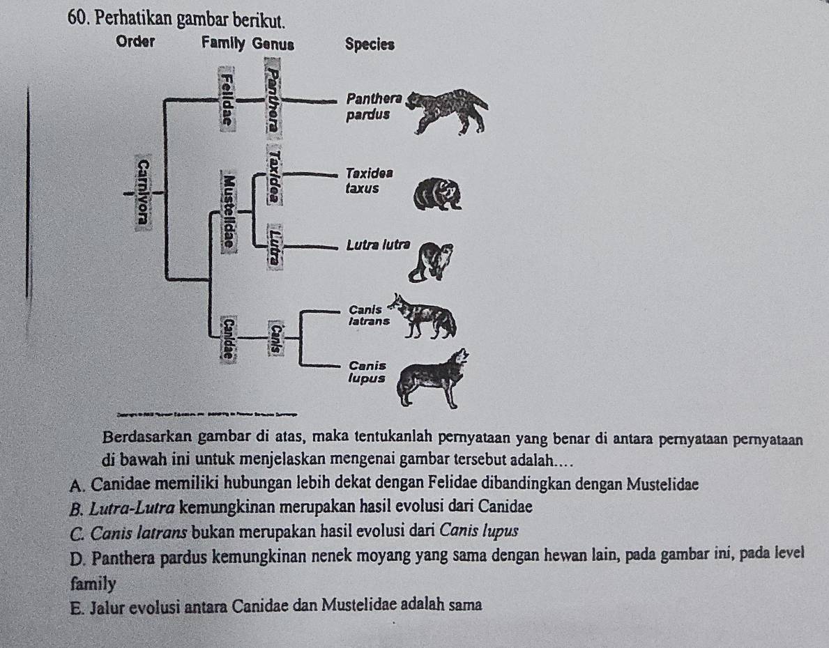 Perhatikan gambar berikut.
Berdasarkan gambar di atas, maka tentukanlah pernyataan yang benar di antara pernyataan pernyataan
di bawah ini untuk menjelaskan mengenai gambar tersebut adalah...
A. Canidae memiliki hubungan lebih dekat dengan Felidae dibandingkan dengan Mustelidae
B. Lutra-Lutra kemungkinan merupakan hasil evolusi dari Canidae
C. Canis latrans bukan merupakan hasil evolusi dari Canis lupus
D. Panthera pardus kemungkinan nenek moyang yang sama dengan hewan lain, pada gambar ini, pada level
family
E. Jalur evolusi antara Canidae dan Mustelidae adalah sama