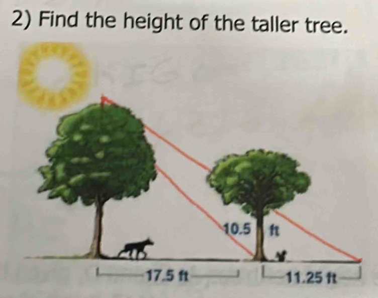 Find the height of the taller tree.