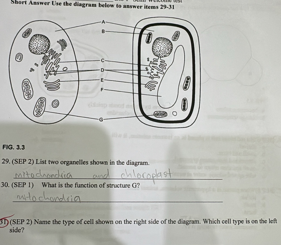 Short Answer Use the diagram below to answer items 29-31 
FIG. 3.3 
29. (SEP 2) List two organelles shown in the diagram. 
_ 
30. (SEP 1) What is the function of structure G? 
_ 
31)(SEP 2) Name the type of cell shown on the right side of the diagram. Which cell type is on the left 
side?