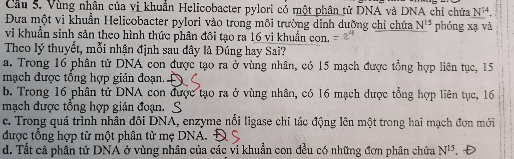 Vùng nhân của vị khuẩn Helicobacter pylori có một phân tử DNA và DNA chỉ chứa N^(14). 
Đưa một vi khuẩn Helicobacter pylori vào trong môi trường dinh dưỡng chỉ chứa N^(15) phóng xạ và
vi khuẩn sinh sản theo hình thức phân đôi tạo ra 16 vi khuẩn con.
Theo lý thuyết, mỗi nhận định sau đây là Đúng hay Sai?
a. Trong 16 phân tử DNA con được tạo ra ở vùng nhân, có 15 mạch được tổng hợp liên tục, 15
mạch được tổng hợp gián đoạn..
b. Trong 16 phân tử DNA con được tạo ra ở vùng nhân, có 16 mạch được tổng hợp liên tục, 16
mạch được tổng hợp gián đoạn.
c. Trong quá trình nhân đôi DNA, enzyme nối ligase chi tác động lên một trong hai mạch đơn mới
được tổng hợp từ một phân tử mẹ DNA.
d. Tất cả phân tử DNA ở vùng nhân của các vi khuẩn con đều có những đơn phân chứa N^(15).