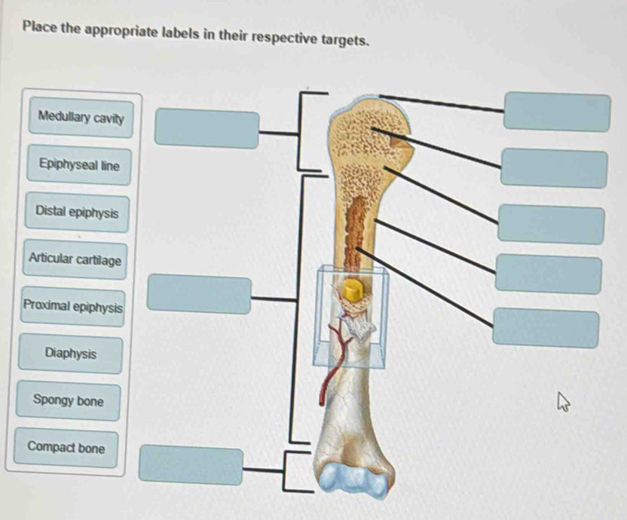 Place the appropriate labels in their respective targets. 
Medullary cavity 
Epiphyseal line 
Distal epiphysis 
Articular cartilage 
Proximal epiphysis 
Diaphysis 
Spongy bone 
Compact bone