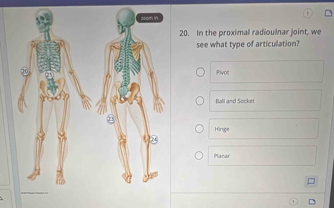 1
20. In the proximal radioulnar joint, we
see what type of articulation?
Pivot
Ball and Socket
Hinge
Planar