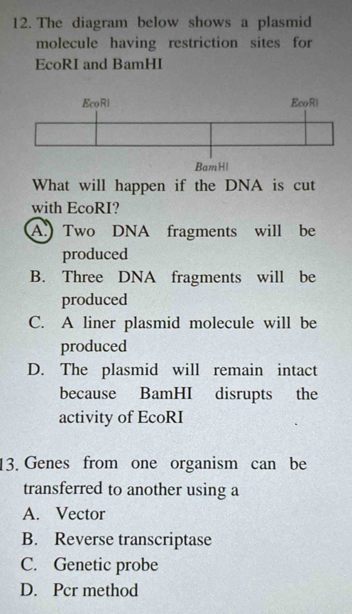 The diagram below shows a plasmid
molecule having restriction sites for
EcoRI and BamHI
What will happen if the DNA is cut
with EcoRI?
A.)Two DNA fragments will be
produced
B. Three DNA fragments will be
produced
C. A liner plasmid molecule will be
produced
D. The plasmid will remain intact
because BamHI disrupts the
activity of EcoRI
13. Genes from one organism can be
transferred to another using a
A. Vector
B. Reverse transcriptase
C. Genetic probe
D. Pcr method