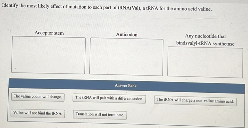 Identify the most likely effect of mutation to each part of tRNA(Val), a tRNA for the amino acid valine.
Acceptor stem Anticodon Any nucleotide that
bindsvalyl-tRNA synthetase
Answer Bank
The valine codon will change. The tRNA will pair with a different codon. The tRNA will charge a non-valine amino acid.
Valine will not bind the tRNA. Translation will not terminate.