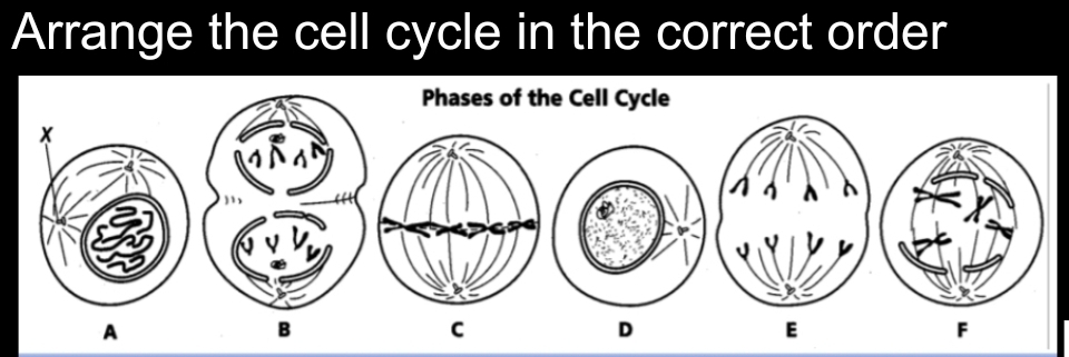 Solved: Arrange the cell cycle in the correct order Phases of the Cell ...