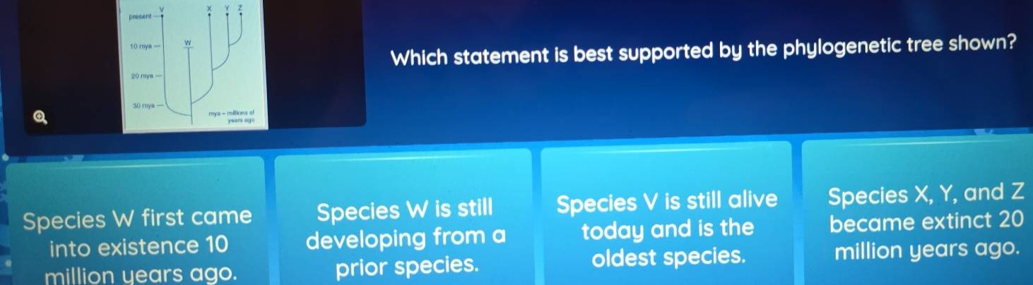 present
10 mya — w
Which statement is best supported by the phylogenetic tree shown?
20 mya —
30 rye —
Q
Species W first came Species W is still Species V is still alive Species X, Y, and Z
into existence 10 developing from a today and is the became extinct 20
million years ago. prior species. oldest species. million years ago.