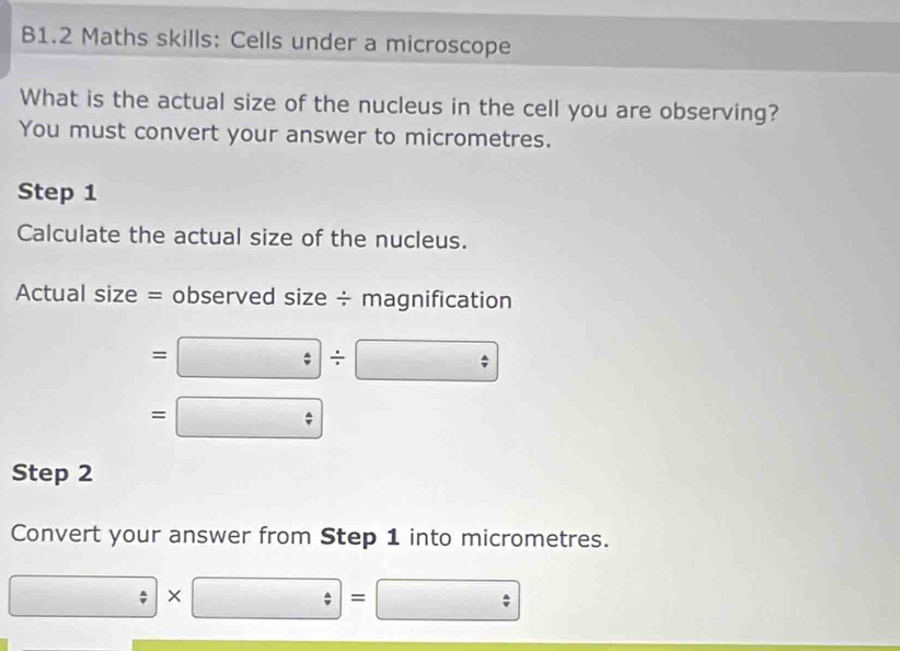 B1.2 Maths skills: Cells under a microscope 
What is the actual size of the nucleus in the cell you are observing? 
You must convert your answer to micrometres. 
Step 1
Calculate the actual size of the nucleus. 
Actual size = observed size ÷ magnification
=□ / □
=□
Step 2
Convert your answer from Step 1 into micrometres.
□ * □ =□