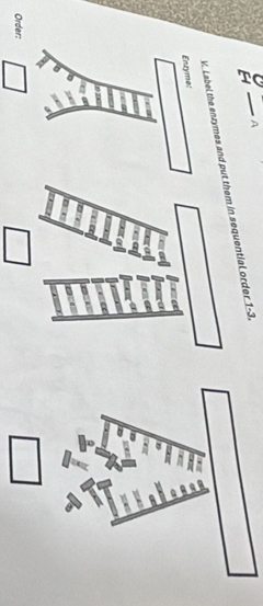 A 
V. Label the enzymes and put them in sequential order 1-3. 
Enzyme: 
a 
Order: