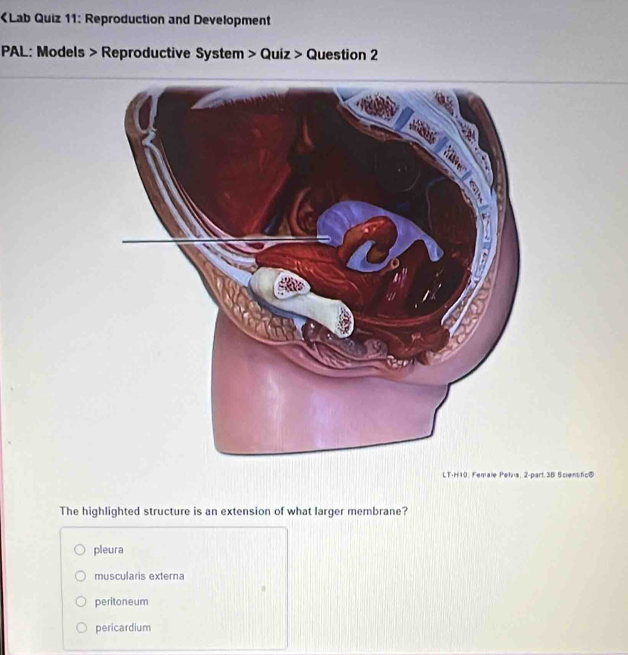 Lab Quiz 11: Reproduction and Development
PAL: Models > Reproductive System > Quiz > Question 2
LT-H10. Female Pelvis, 2-part.3B Scientífic®
The highlighted structure is an extension of what larger membrane?
pleura
muscularis externa
peritoneum
pericardium