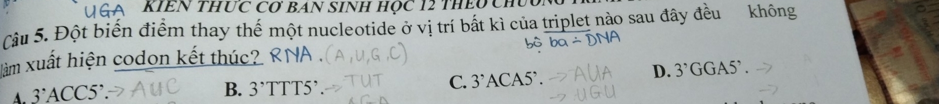 KIEN THỤC CƠ BAN SINH HỌC 12 THEO CHủ
Câu 5. Đột biến điểm thay thế một nucleotide ở vị trí bất kì của triplet nào sau đây đều không
làm xuất hiện codon kết thúc? VA
C.
A 3°ACC5°.
B. 3^,TTT5^,. 3^,ACA5^,.
D. 3^,GGA5^,.