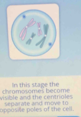 In this stage the 
chromosomes become 
visible and the centrioles 
separate and move to 
opposite poles of the cell.