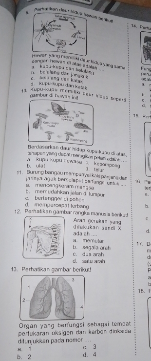 Perhatikan daur hidup hewan berikut 14. Perha
emiliki daur hidup yang sama
dengan hewan di atas adalah ... Fung
a. kupu-kupu dan belalang p ana
b. belalang dan jangkrik
c belalang dan katak adal
a
d. kupu-kupu dan katak
b
10. Kupu-kupu memiliki daur hidup seperti
gambar di bawah ini
d.
15、 Perl
kan daur hidup kupu-kupu di atas,
tahapan yang dapat merugikan petani adalah .. ..
a. kupu-kupu dewasa c. kepompong d. telur
b. ulat
11. Burung bangau mempunyai kaki panjang dan 16. Pa
arinya agak berselaput berfungsi untuk .... ter
a. mencengkeram mangsa
b. memudahkan jalan di lumpur a.
c. bertengger di pohon
d. mempercepat terbang b.
12. Perhatikan gambar rangka manusia berikut! C.
Arah gerakan yang
dilakukan sendi X d.
adalah ....
a memutar
b. segala arah 17. D
c. dua arah m
d
d. satu arah (5
13. Perhatikan gambar berikut! P
a
h
18.
Organ yang berfungsi sebagai tempat
pertukaran oksigen dan karbon dioksida
ditunjukkan pada nomor ....
a. 1 c. 3
b. 2 d. 4