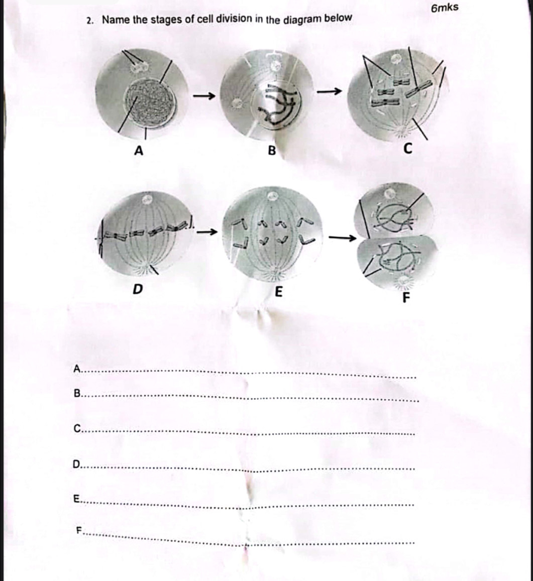 6mks 
2. Name the stages of cell division in the diagram below 
A 
B 
C 
J. 
D 
E 
F 
A._ 
B._ 
C._ 
D._ 
E._ 
F._