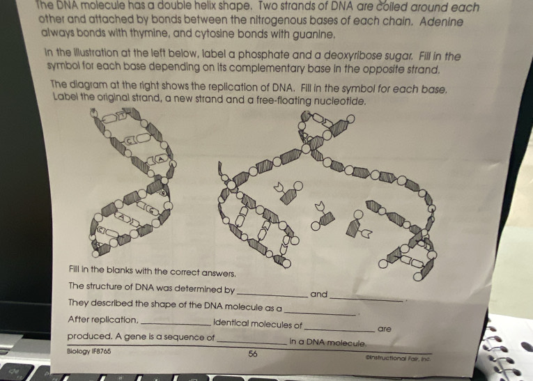 The DNA molecule has a double helix shape. Two strands of DNA are coiled around each 
other and attached by bonds between the nitrogenous bases of each chain. Adenine 
always bonds with thymine, and cytosine bonds with guanine. 
In the illustration at the left below, label a phosphate and a deoxyribose sugar. Fill in the 
symbol for each base depending on its complementary base in the opposite strand. 
The diagram at the right shows the replication of DNA. Fill in the symbol for each base. 
Label the original strand, a new strand and a free-floating nucleotide. 
Fill in the blanks with the correct 
_ 
The structure of DNA was determined by _and 
. 
_ 
They described the shape of the DNA molecule as a 
. 
After replication, _identical molecules of _are 
produced. A gene is a sequence of_ in a DNA molecule. 
56 
Biology IFB765 @nstructional Fair, inc