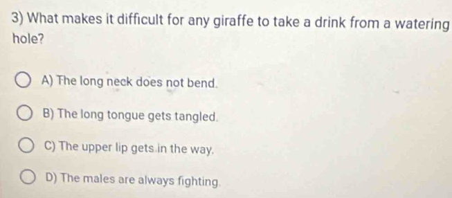 What makes it difficult for any giraffe to take a drink from a watering
hole?
A) The long neck does not bend.
B) The long tongue gets tangled.
C) The upper lip gets in the way.
D) The males are always fighting.