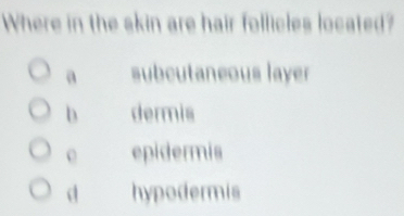 Where in the skin are hair follicles located?
a subcutaneous layer
h dermis
epidermis
hypodermis