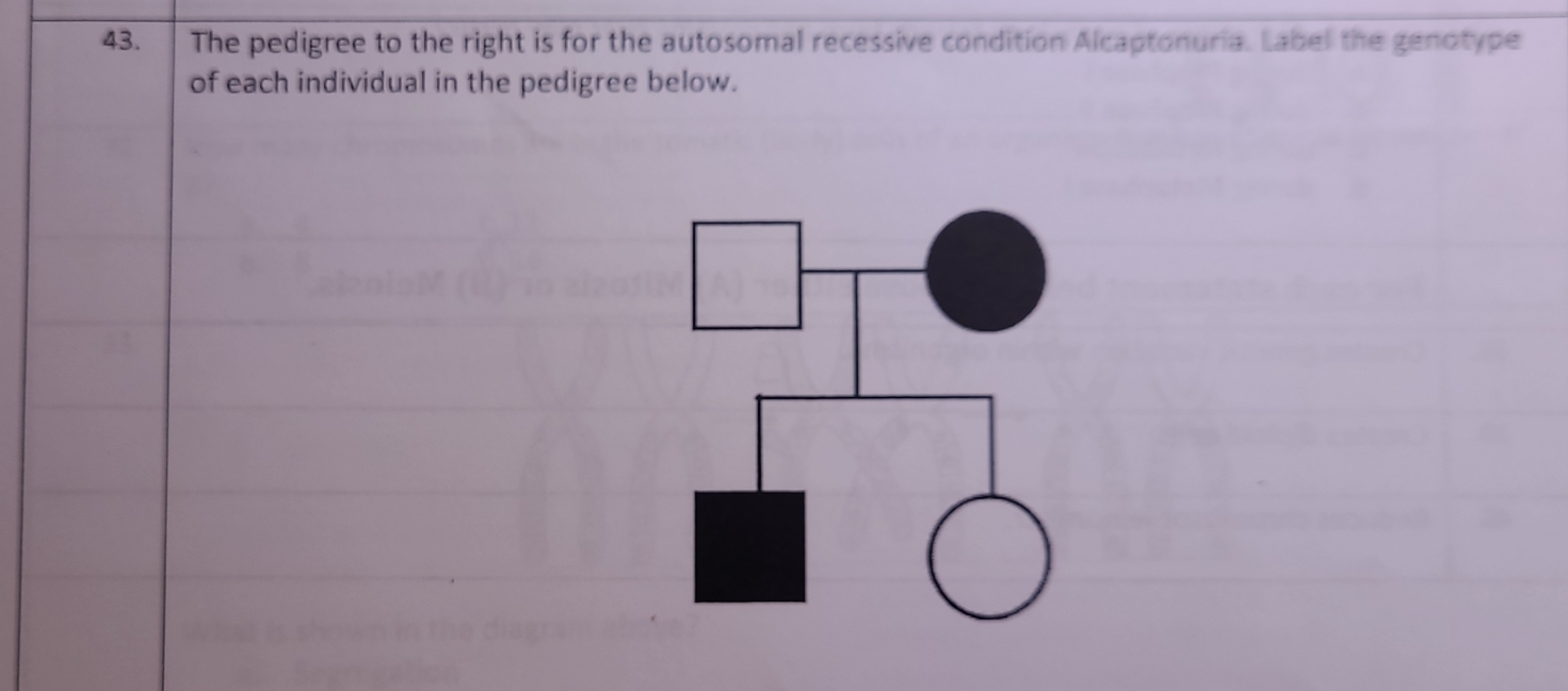 The pedigree to the right is for the autosomal recessive condition Alcaptonuria. Label the genotype 
of each individual in the pedigree below.