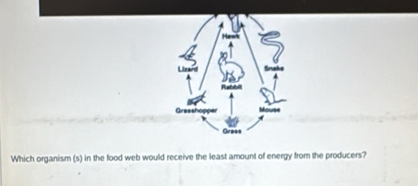 Hawk 
Lizard a 
Rabbit 
Grasshopper Mouse 
Grass 
Which organism (s) in the food web would receive the least amount of energy from the producers?