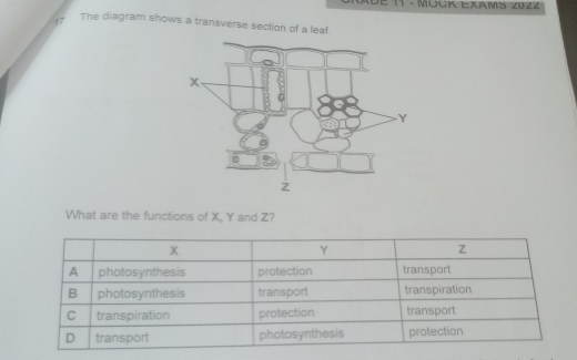 DE 11 - MÜcK EXAMS z02z 
97 The diagram shows a transverse section of a leaf. 
What are the functions of X, Y and Z?