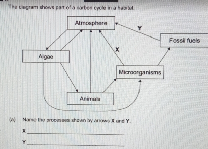 Solved: The diagram shows part of a carbon cycle in a habitat. (a) Name ...