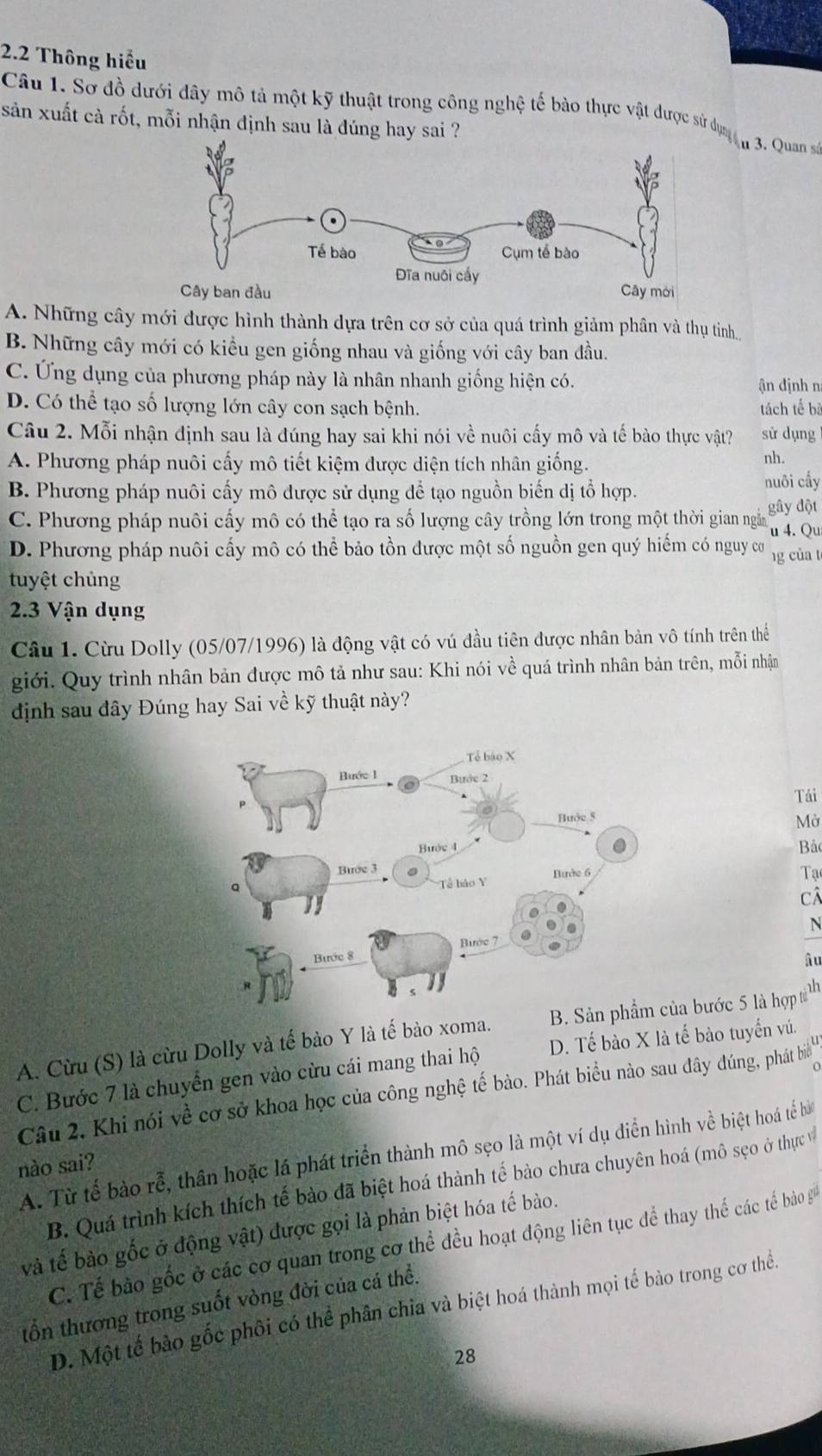 2.2 Thông hiểu
Câu 1. Sở đồ dưới đây mô tả một kỹ thuật trong công nghệ tế bào thực vật được sử dựm  3. Quan số
sản xuất cà rốt, mỗi nhận định sau là đúng hay sai ?
A. Những cây mới được hình thành dựa trên cơ sở của quá trình giảm phân và thụ tinh
B. Những cây mới có kiều gen giống nhau và giống với cây ban đầu.
C. Ứng dụng của phương pháp này là nhân nhanh giống hiện có. ận định n
D. Có thể tạo số lượng lớn cây con sạch bệnh. tách tế bà
Câu 2. Mỗi nhận định sau là đúng hay sai khi nói về nuôi cấy mô và tế bào thực vật? sử dụng
A. Phương pháp nuôi cấy mô tiết kiệm được diện tích nhân giống.
nh.
B. Phương pháp nuôi cấy mô được sử dụng để tạo nguồn biến dị tổ hợp. nuôi cấy
C. Phương pháp nuôi cấy mô có thể tạo ra số lượng cây trồng lớn trong một thời gian ngâ gây đột
u 4. Qu
D. Phương pháp nuôi cấy mô có thể bảo tồn được một số nguồn gen quý hiếm có nguy cơ g của t
tuyệt chủng
2.3 Vận dụng
Câu 1. Cừu Dolly (05/07/1996) là động vật có vú đầu tiên được nhân bản vô tính trên thể
giới. Quy trình nhân bản được mô tả như sau: Khi nói về quá trình nhân bản trên, mỗi nhận
định sau đây Đúng hay Sai về kỹ thuật này?
Tái
Mở
Bả
Tạ
câ
N
îu
A. Cừu (S) là cừu Dolly và tế bào Y là tế bào xoma. ủa bước 5 là hợp từ nh
C. Bước 7 là chuyển gen vào cừu cái mang thai hộ D. Tế bào X là tế bào tuyển vú.
Câu 2. Khi nói về cơ sở khoa học của công nghệ tế bảo. Phát biểu nào sau đây dúng, phát bie
A. Từ tế bào rễ, thân hoặc lá phát triển thành mô sẹo là một ví dụ diễn hình về biệt hoá tế bà
nào sai?
B. Quá trình kích thích tế bảo đã biệt hoá thành tế bào chưa chuyên hoá (mô sẹo ở thực v
và tế bào gốc ở động vật) được gọi là phản biệt hóa tế bào.
C. Tế bào gốc ở các cơ quan trong cơ thể đều hoạt động liên tục để thay thể các tế bào g
tổn thương trong suốt vòng đời của cá thể.
D. Một tế bào gốc phối có thể phân chia và biệt hoá thành mọi tế bào trong cơ thển
28