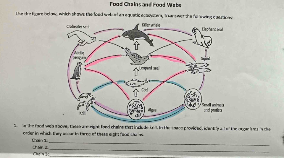 Food Chains and Food Webs 
Use the figure below, which shows the food web of an aquatic ecosystem, to answer the following questions: 
1. In the food web above, there are eight food chains that include krill. In the space provided, identify all of the organisms in the 
order in which they occur in three of these eight food chains. 
Chain 1:_ 
Chain 2:_ 
Chaln 3:_