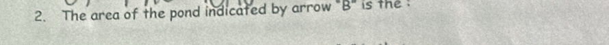 The area of the pond indicated by arrow "B" is the