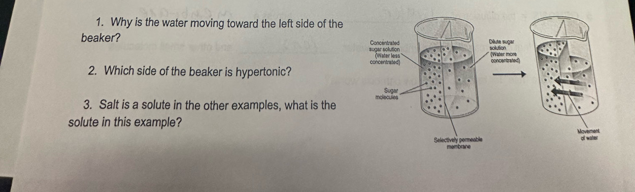 Why is the water moving toward the left side of the 
beaker? Concentrated Dilute sugar 
sugar solution solution 
(Water less (Water more 
concentrated) concentrated 
2. Which side of the beaker is hypertonic? 
Sugar 
molecules 
3. Salt is a solute in the other examples, what is the 
solute in this example? 
Maverent 
Selectively permeable of water 
membrane