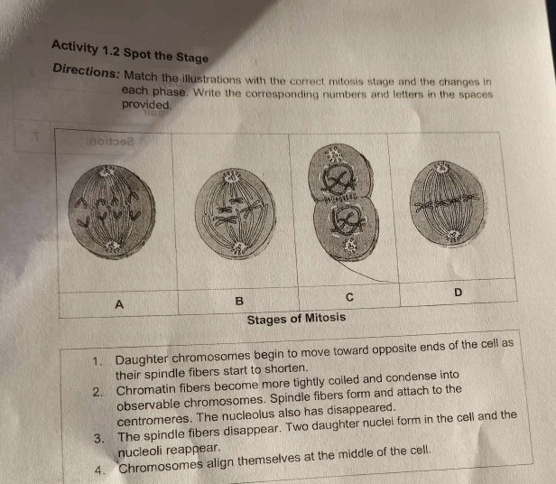 Activity 1.2 Spot the Stage 
Directions: Match the illustrations with the correct mitosis stage and the changes in 
each phase. Write the corresponding numbers and letters in the spaces 
provided. 
:noitɔe8 
D 
A 
B 
C 
Stages of Mitosis 
1. Daughter chromosomes begin to move toward opposite ends of the cell as 
their spindle fibers start to shorten. 
2. Chromatin fibers become more tightly coiled and condense into 
observable chromosomes. Spindle fibers form and attach to the 
centromeres. The nucleolus also has disappeared. 
3. The spindle fibers disappear. Two daughter nuclei form in the cell and the 
nucleoli reappear. 
4. Chromosomes align themselves at the middle of the cell.