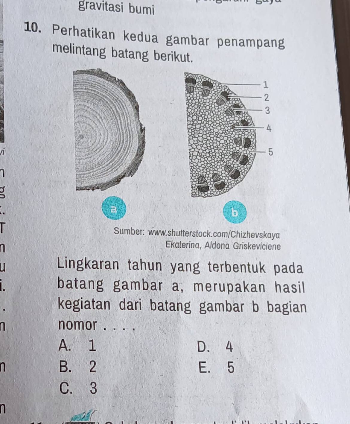 gravitasi bumi
10. Perhatikan kedua gambar penampang
melintang batang berikut.
a
Sumber: www.shutterstock.com/Chizhevskaya
Ekaterina, Aldona Griskeviciene
Lingkaran tahun yang terbentuk pada
batang gambar a, merupakan hasil
kegiatan dari batang gambar b bagian
nomor . . . .
A. 1 D. 4
B. 2 E. 5
C. 3