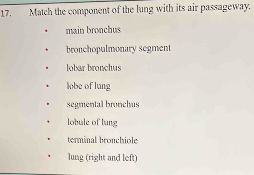 Match the component of the lung with its air passageway.
main bronchus
bronchopulmonary segment
lobar bronchus
lobe of lung
segmental bronchus
lobule of lung
terminal bronchiole
lung (right and left)